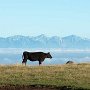 雲海の上で草を食う牛。牛の中では幸せ者？